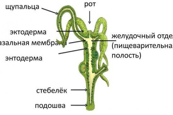 Актуальные онион сайты