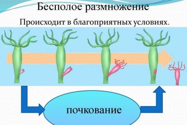 Ссылка на kraken зеркало рабочая